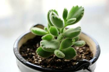 熊童子多肉换盆该注意什么 图片