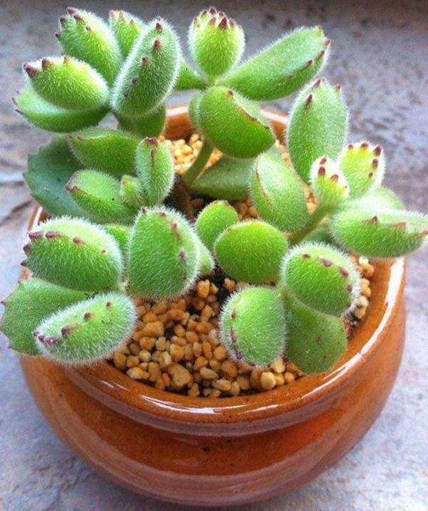 熊童子的换盆 通常在生长期内进行 为什么？