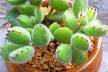 熊童子的换盆 通常在生长期内进行 为什么