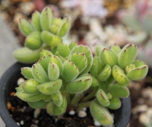 即便是养了多年的多肉 也需要定期换盆换土