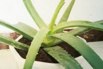 图解 芦荟盆栽的换盆过程 7幅 图片