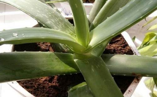 芦荟什么时候可以换盆 怎么换盆(图解)7