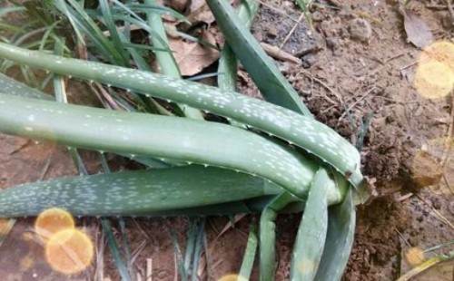 芦荟什么时候可以换盆 怎么换盆(图解)5