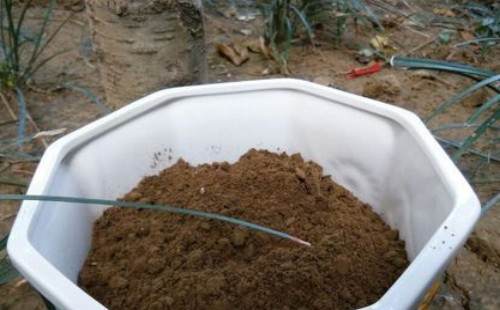 芦荟什么时候可以换盆 怎么换盆(图解)3