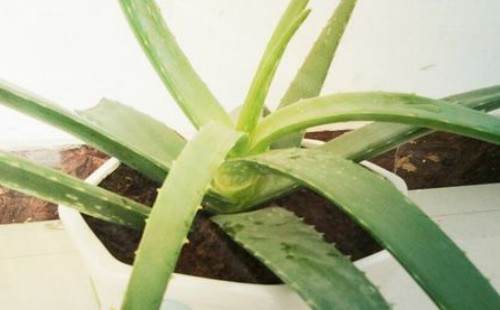 芦荟什么时候可以换盆 怎么换盆(图解)1
