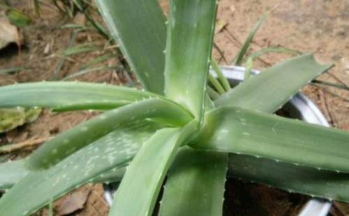 芦荟什么时候可以换盆 怎么换盆(图解)2