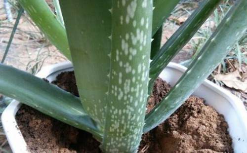 芦荟什么时候可以换盆 怎么换盆(图解)6