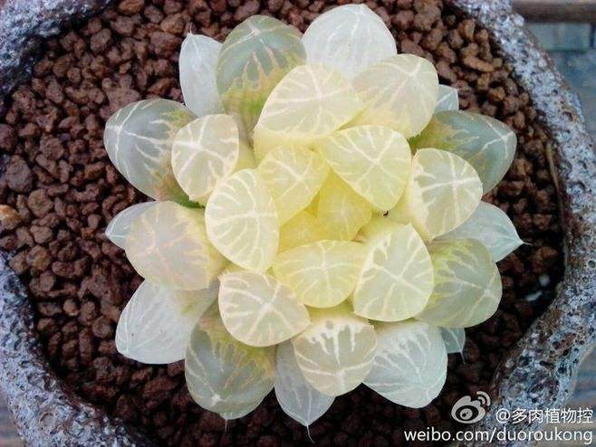 夏季天气过热 可以对多肉植物换盆吗?