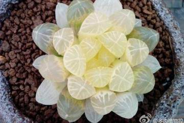 夏季天气过热 可以对多肉植物换盆吗