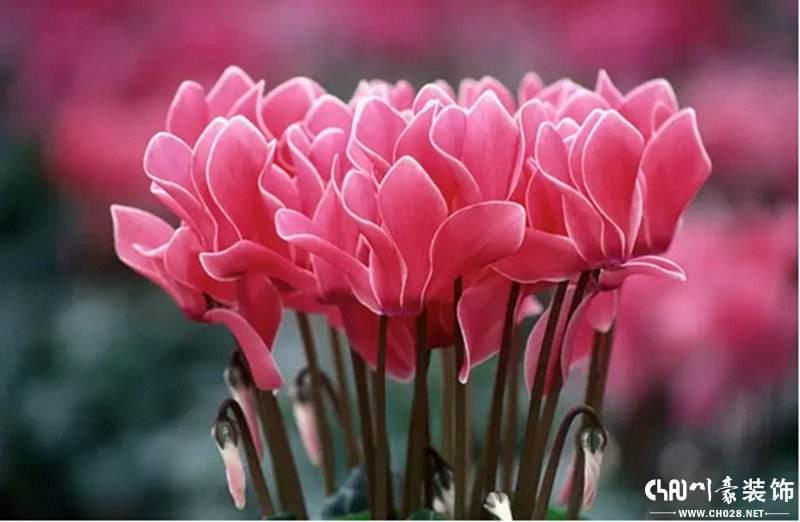 为什么仙客来新购回来不能立即进行换盆?