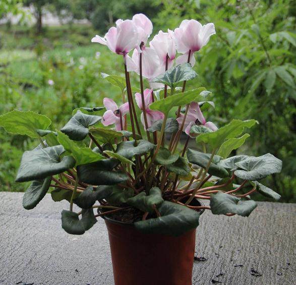 仙客来的第一次换盆要注意这3点