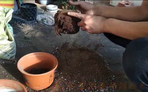 杜鹃花什么时候换盆 怎么换盆1