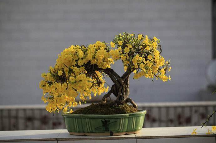 迎春花盆景上盆浇水的5个步骤