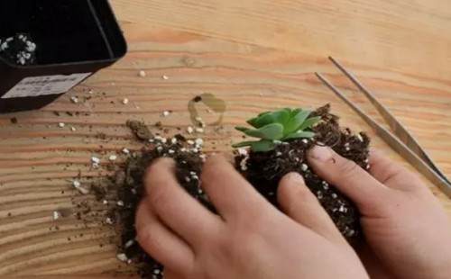 多肉植物的换盆方法详解（图解）6