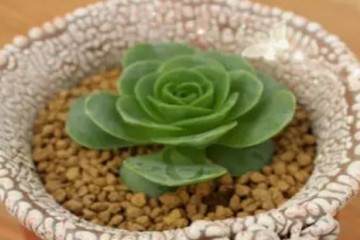 小编用11幅图 演示多肉植物换盆的过程