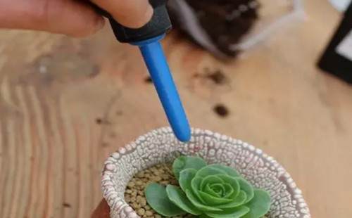 多肉植物的换盆方法详解（图解）9