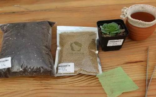 多肉植物的换盆方法详解（图解）2