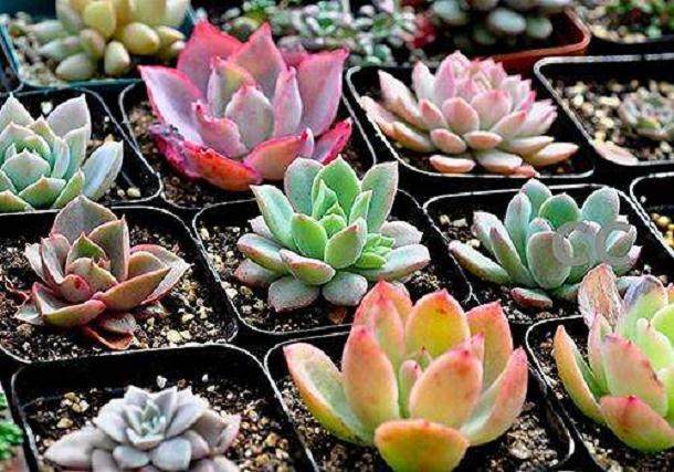 多肉植物的脱盆技巧与修根晾根