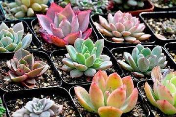 多肉植物的脱盆技巧与修根晾根 图片