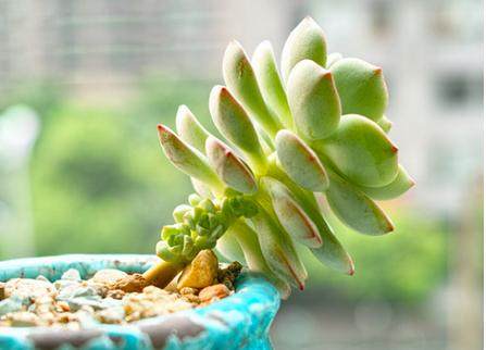 给多肉换盆的过程中 修根是非常有必要的