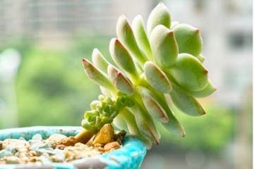 给多肉换盆的过程中 修根是非常有必要的