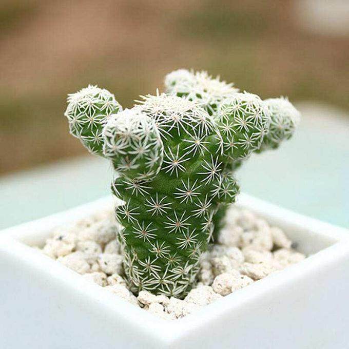 多肉换盆要通过这6步来完成