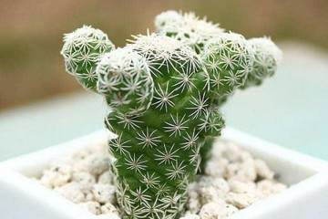 多肉换盆要通过这6步来完成 图片