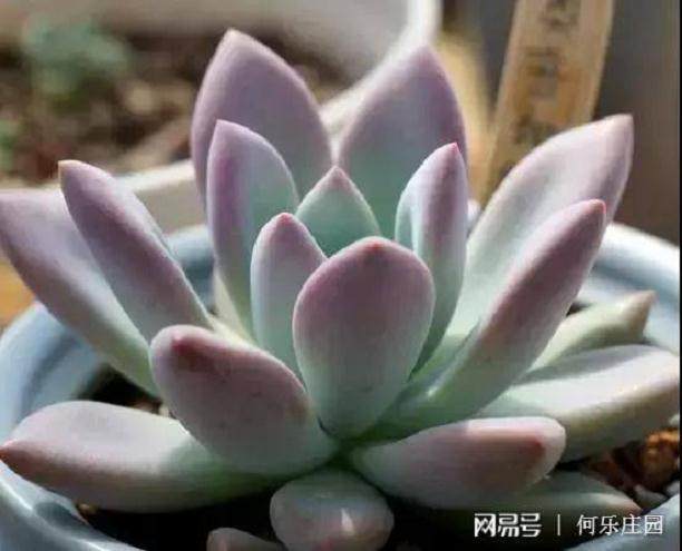 多肉上盆后的第一次浇水的3个注意事项