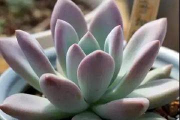 多肉上盆后的第一次浇水的3个注意事项