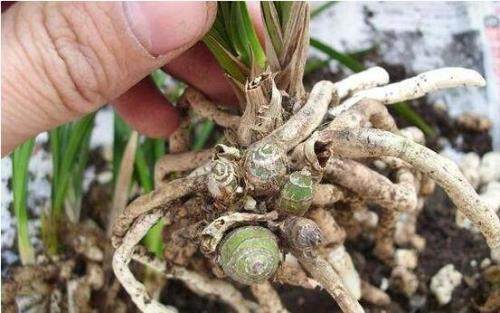 兰花换盆移植的5个步骤