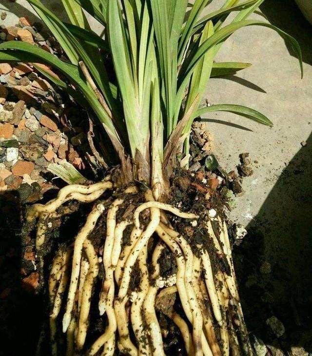 修剪盆栽的问题根 促进植物生长