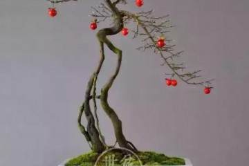 如何让老鸦柿老盆景在换盆后加快恢复？