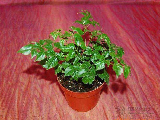 幸福树盆栽换盆后叶子蔫了怎么办?