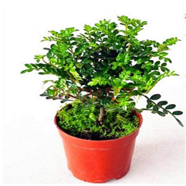 幸福树盆栽换盆后叶子蔫了怎么办?