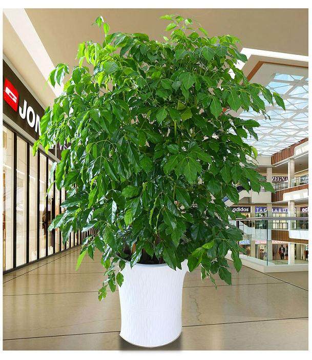 幸福树盆栽换盆的5个步骤