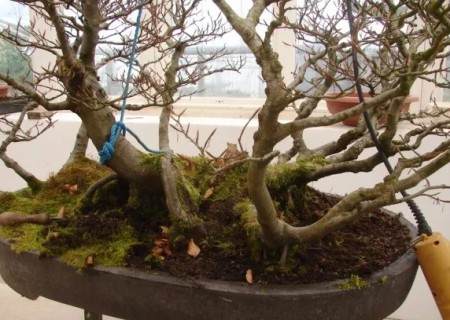 榉树盆景的换盆方法4
