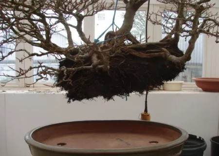 榉树盆景的换盆方法7