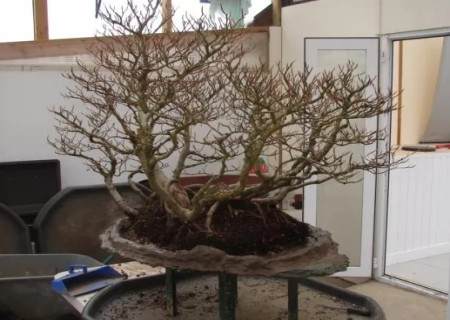 榉树盆景的换盆方法