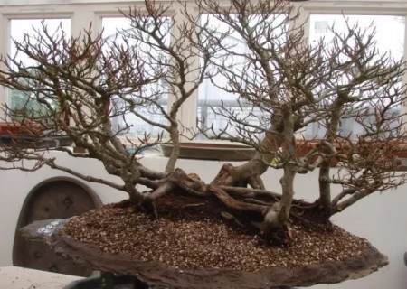 榉树盆景的换盆方法9