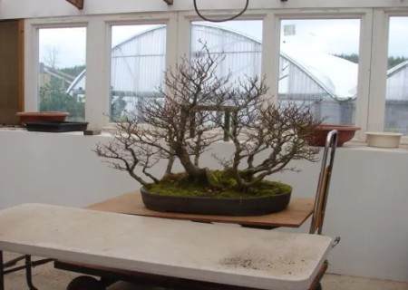 榉树盆景的换盆方法2