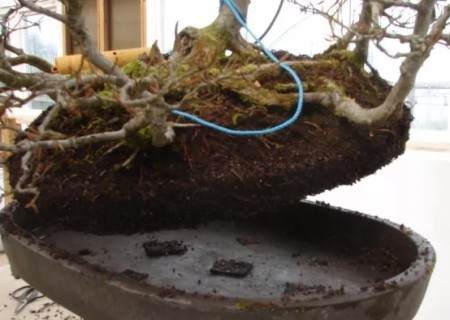 榉树盆景的换盆方法6