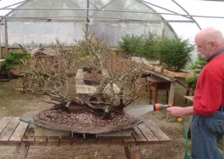 榉树盆景的换盆方法10