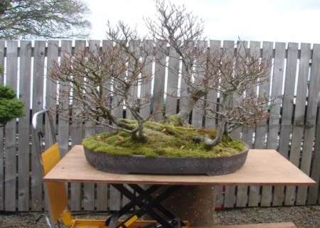 榉树盆景的换盆方法1