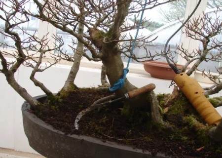 榉树盆景的换盆方法5