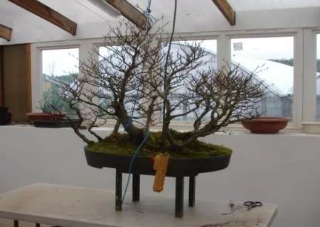 榉树盆景的换盆方法3