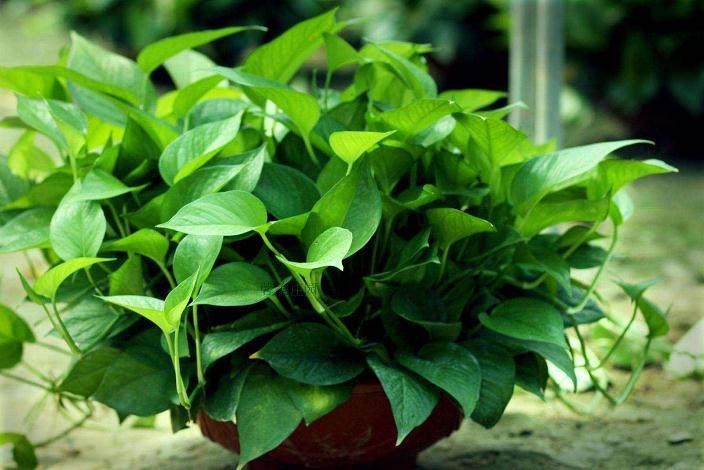 秋季绿萝换盆用什么土呢？建议使用腐叶土