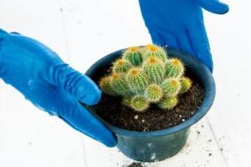 图解 仙人掌多肉换盆前的配土与浇水