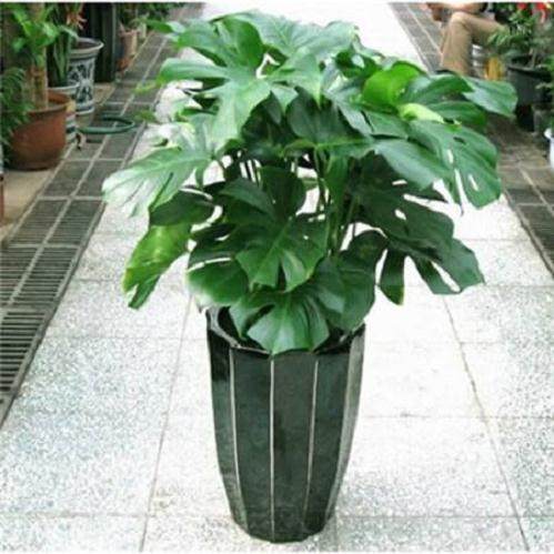 盆栽龟背竹在换盆后 如何浇水？