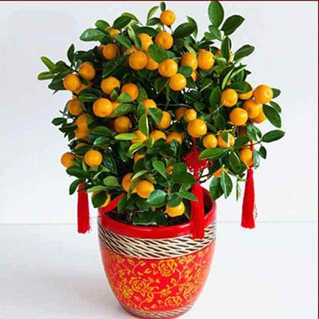 盆栽金桔树带果怎么换盆呢?注意这2点