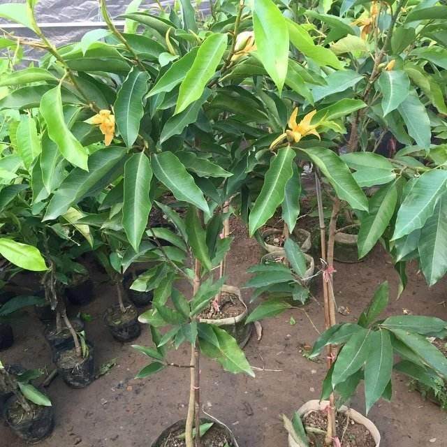 盆栽白兰花的换盆过程 还是比较简单的
